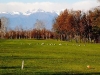 I Girasoli