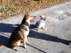 Amo and Mocha