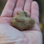 Alba White Truffle